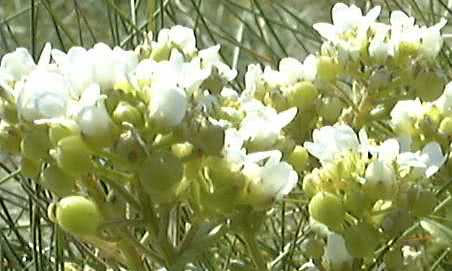 Cochlearia officinalis